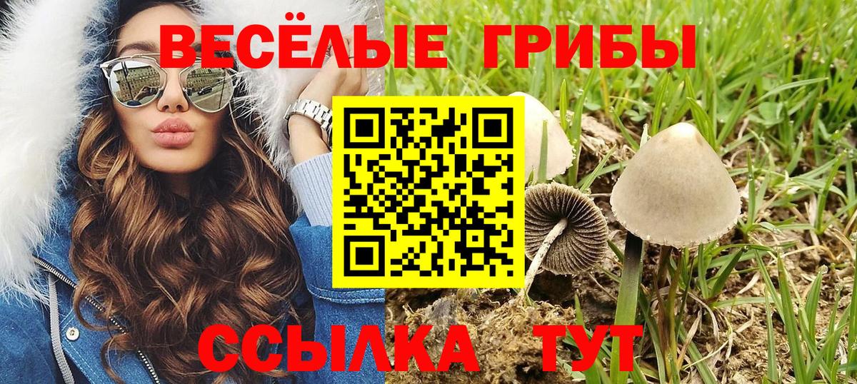 Псилоцибиновые грибы Psilocybe  Вход с VPN  Назарово 